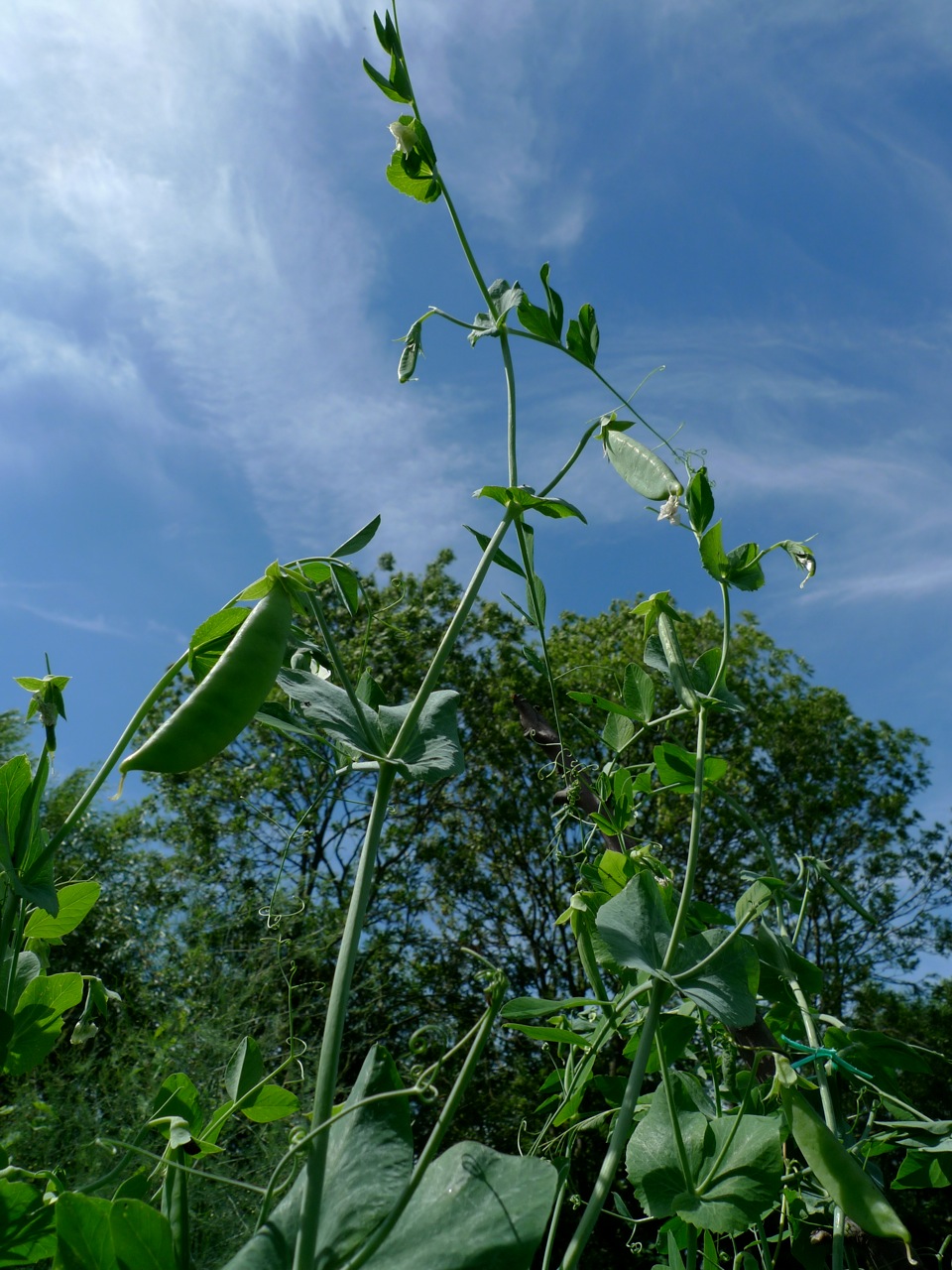 Picture from allotment library