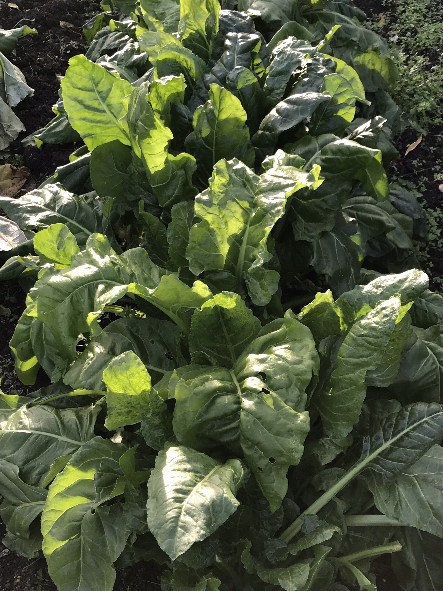 Picture from allotment library