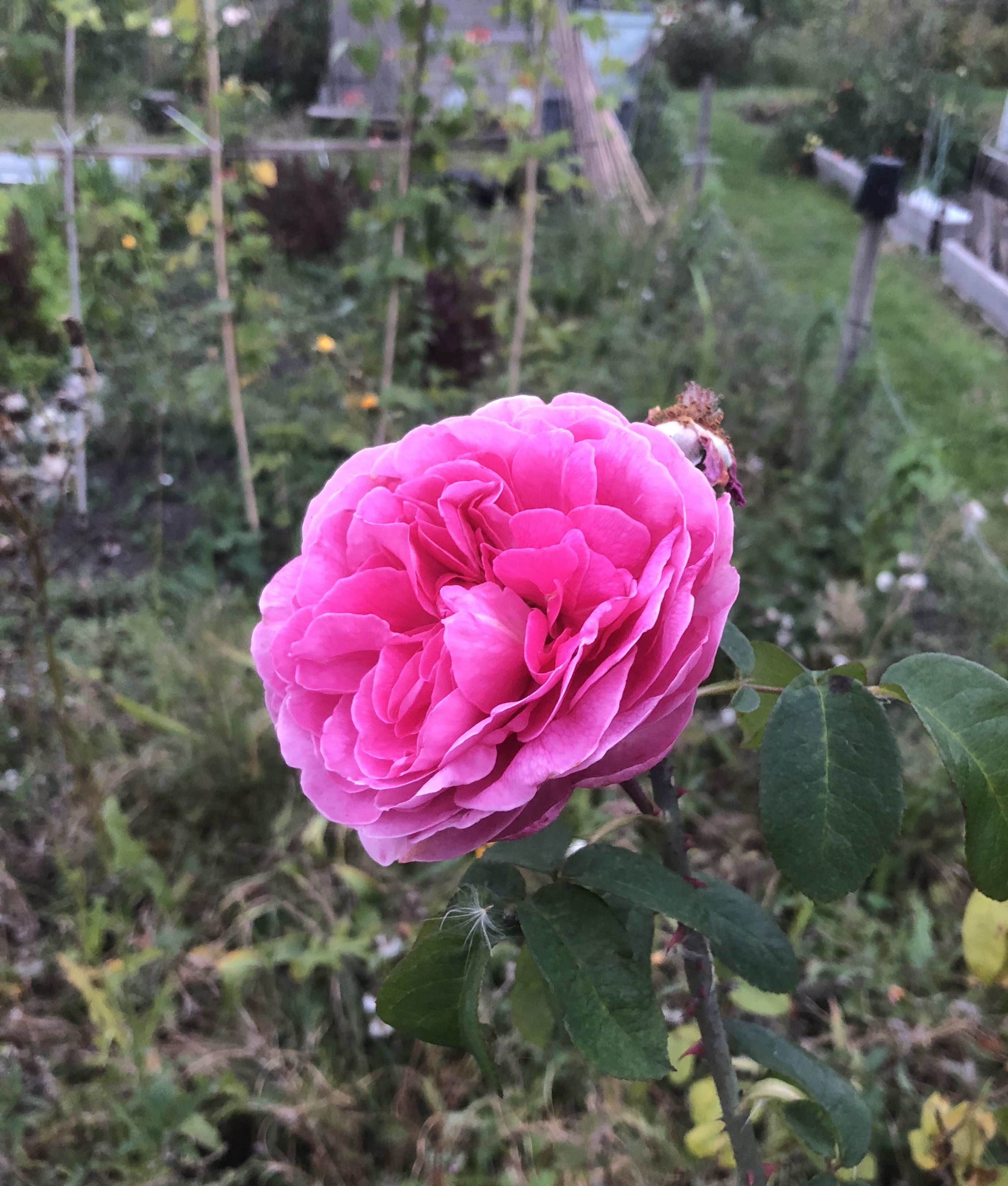 Picture from allotment library