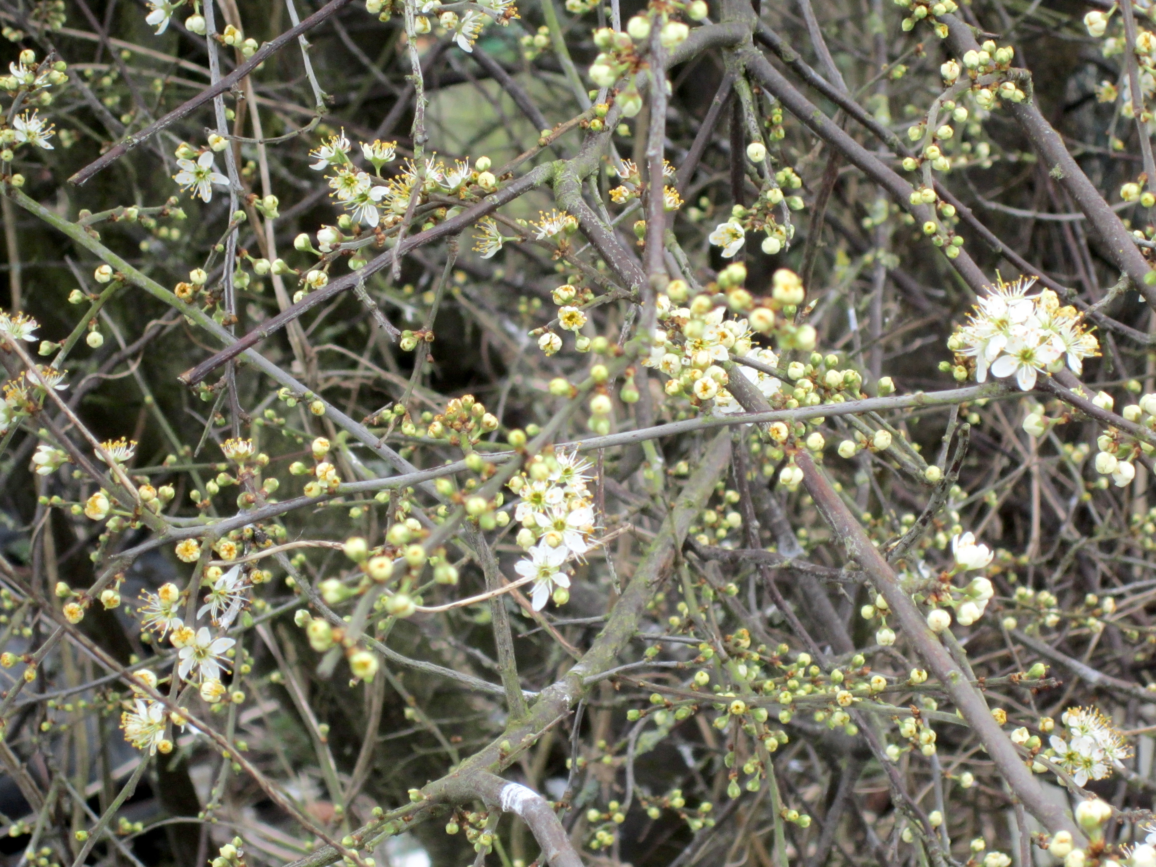 Picture from allotment library