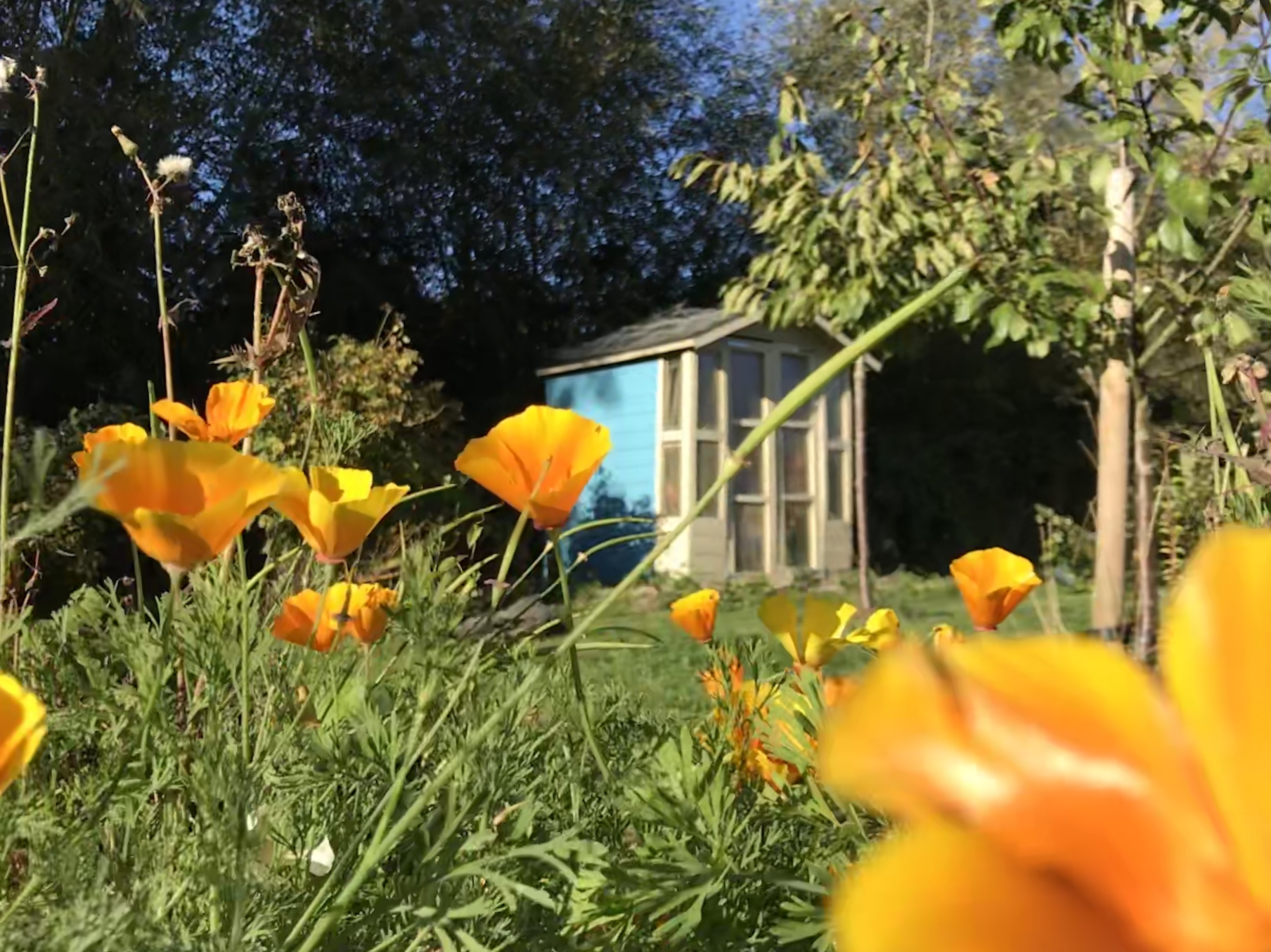 Picture from allotment library